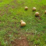 بيت للعطل San Rocco بولا